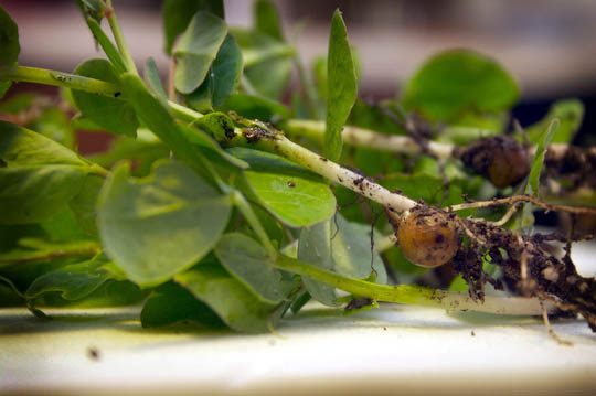 Thinned pea shoots make an early treat from the garden.