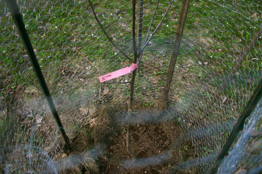 Our new Frostbite apple tree, wrapped in it's protective cage, which we hope will disuade any dear from taking a nibble.