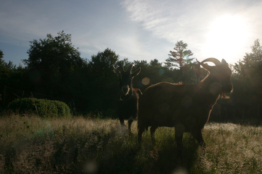 Chansonetta and Joshua explore the dewey morn
