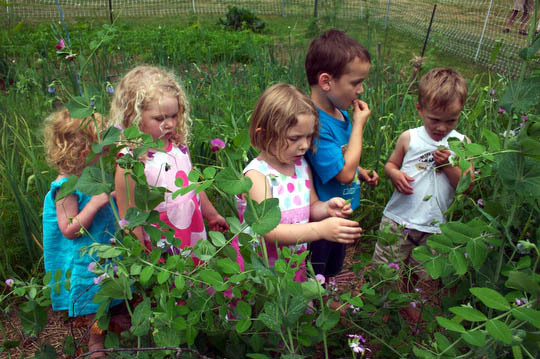 What do you do at a farm birthday party? Pick peas!