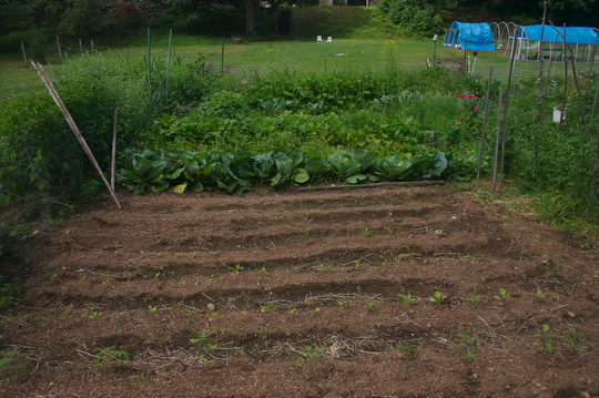 The last quadrant of the garden, all planted except for one last row. Help us decide what to plant!