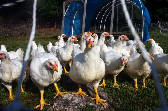 Broilers, finished with their morning grain, looking for more