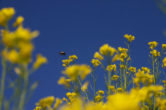 Bee and mustard flowers