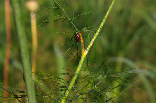 Lady bug explores the dill