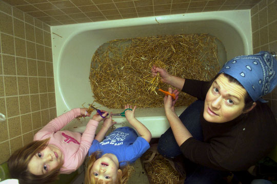 Charlotte, Bea and Margaret fill our bathtub with the cut straw for our oyster mushrooms to grow on.