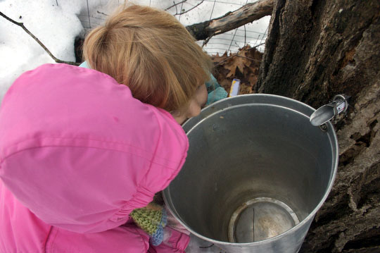Charlotte and Bea watch the maple sap drip