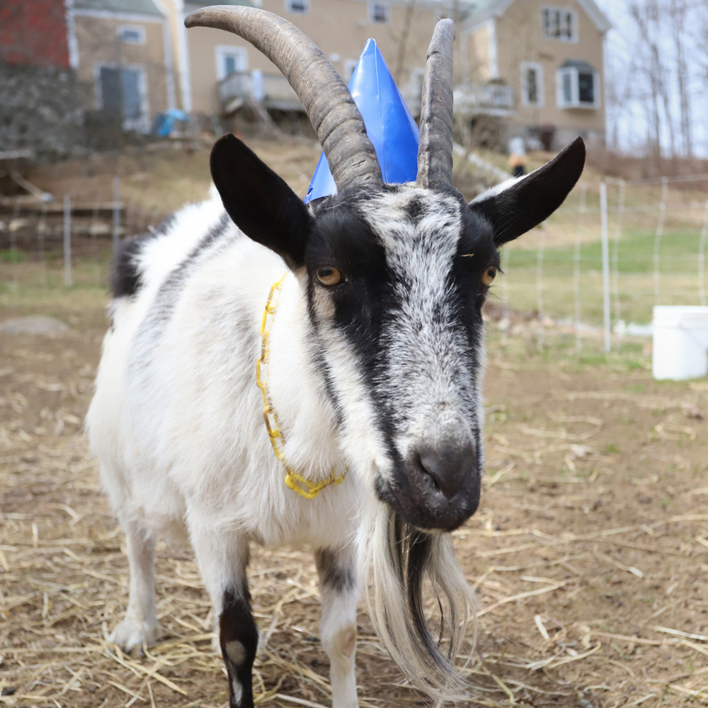 Birthday Goat-Gram Personalized Video Message – Ten Apple Farm